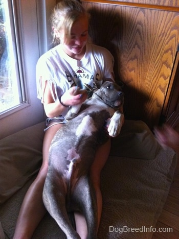 A blue-nose brindle Pit Bull Terrier puppy is laying belly up in the lap of a blonde-haired girl who is sitting on the floor leaning against a cabinet and a door looking at her phone.