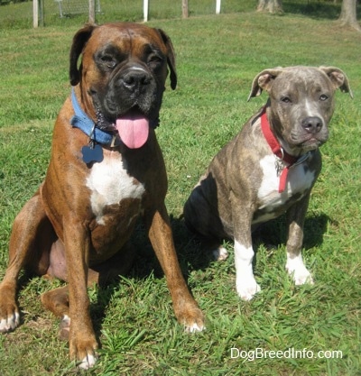 Two dogs sitting side-by-side in grass. A bulky brown brindle boxer that has a white chest wearing a blue collar and a blue-eyed, blue nose with white pit bull puppy wearing a red collar.