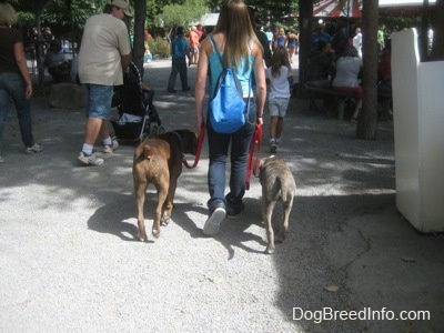 A lady with a blue backpack on are leading a blue-nose brindle Pit Bull Terrier across a amusement park.