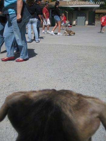 The back of a blue-nose brindle Pit Bull Terrier puppies head is looking across an amusement park at a person walking a dog.