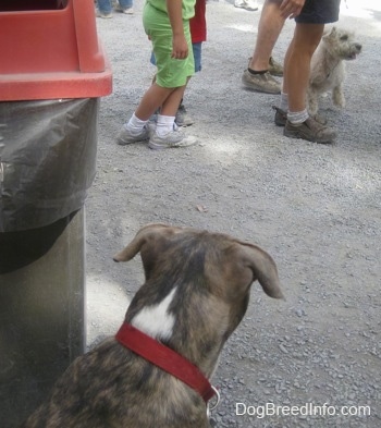 The back of a blue-nose brindle Pit Bull Terrier puppy is sitting near a garbage can and he is looking out at a white dog in a crowd of people.