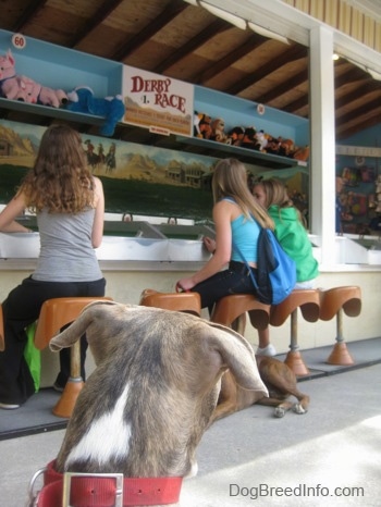 The back of a blue-nose brindle Pit Bull Terrier puppy is sitting on a concrete surface looking at three girls sitting in front of a carnival machine.