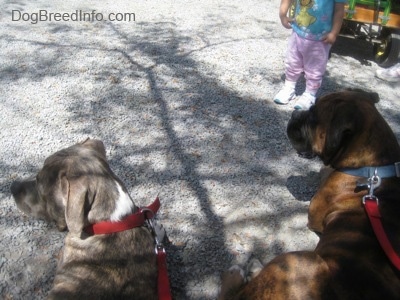 A blue-nose brindle Pit Bull Terrier puppy and a brown brindle Boxer are standing on gravel looking to the left with a toddler in front of them.
