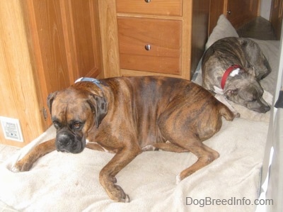A brown brindle Boxer and a blue-nose brindle Pit Bull Terrier puppy are laying on tan pillows on the floor of an RV camper.