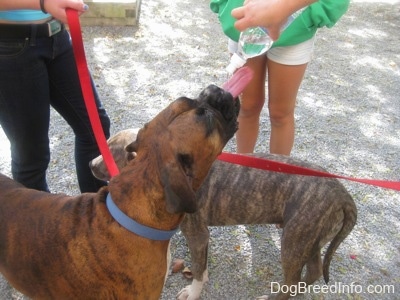 A person is pouring water into the mouth of a brown brindle Boxer with a plastic bottle. There is a blue-nose brindle Pit Bull Terrier puppy behind him.