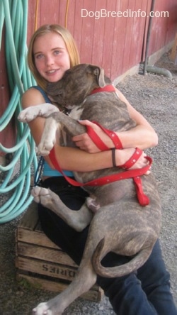A girl in a blue shirt is sitting on a box and she is holding a blue-nose brindle Pit Bull Terrier puppy in her lap.