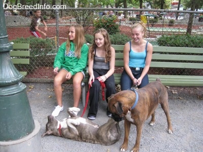 Three girls are sitting on a green bench and they are looking down at a blue-nose brindle Pit Bull Terrier laying on his back with his belly up. A brown brindle Boxer is looking down at the puppy.