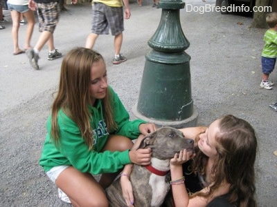 Two girls are kneeling down and petting a blue-nose brindle Pit Bull Terrier puppy.