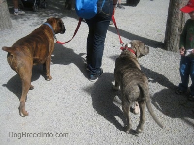 A blue-nose brindle Pit Bull Terrier and a brown brindle Boxer are being led on a walk across a gravel walkway.