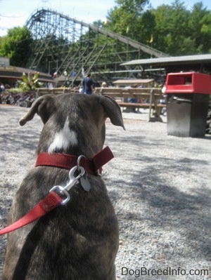 The back of a blue-nose brindle Pit Bull Terrier puppy that is looking at a rollercoaster.