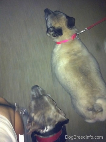 Top down view of a Norwegian Elkhound and a blue-nose brindle Pit Bull Terrier who are walking across a surface.