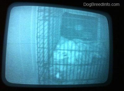 A still image of a video puppy monitor that shows a blue-nose brindle Pit Bull Terrier puppy sleeping on a blanket inside of a dog crate.