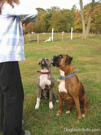 A blue-nose brindle Pit Bull Terrier puppy and a brown brindle Boxer are sitting in grass. The dogs are looking up at a person that is holding treats in front of them. There is a Great Pyrenese dog laying down behind a wire fence in the background.
