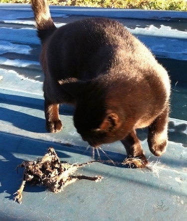 A black cat is looking down at a dead mouse on a concrete surface.