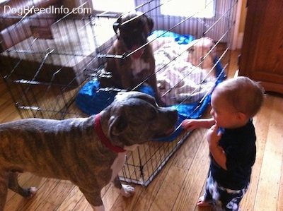 A brown with black and white Boxer is sitting inside of an enclosed x-pen area. A blue-nose Brindle Pit Bull Terrier is standing in front of a toddler.