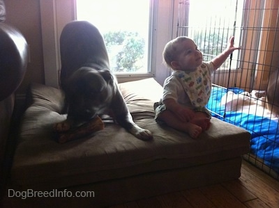 A blue-nose Brindle Pit Bull Terrier is play bowing and chewing a bone. A Toddler is reaching up to touch the fence next to him.