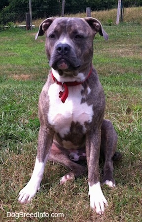 A blue-nose Brindle Pit Bull Terrier is sitting in grass and he is looking forward.