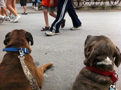 The back of Two dogs that are laying down and watching people walk by.