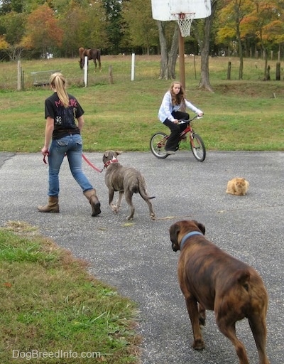 A blonde-haired girl is walking a blue-nose brindle Pit Bull Terrier puppy around a grass circle. Following behind them is a brown brindle Boxer. Across from them is a girl riding a bike and an orange cat is watching all of it happen.