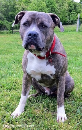 A wide-chested blue-nose Brindle Pit Bull Terrier is wearing a red collar sitting in grass and he is looking and leaning forward slightly.