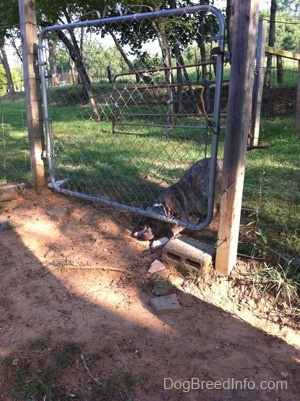 A blue-nose brindle Pit Bull Terrier puppy is attempting to crawl under a chain link gate.