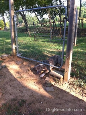 A blue-nose brindle Pit Bull Terrier puppy is 30% under a chain link gate.