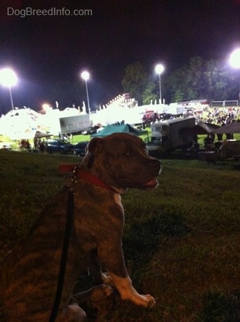 The back of a blue-nose brindle Pit Bull Terrier puppy is sitting on a hill and he is looking back. There is a Labor Day Fair happening in front of him.