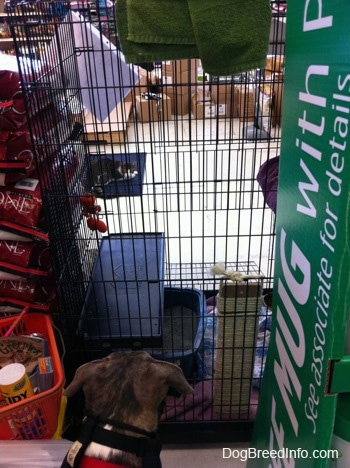 The back of a blue-nose brindle Pit Bull Terrier puppy that is sitting behind a large crate and he is looking through it to see a cat laying on a blue mat.