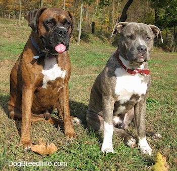 A blue-nose brindle Pit Bull Terrier and a brown brindle Boxer are sitting in grass and they are looking forward. The Boxers mouth is open and tongue is out.