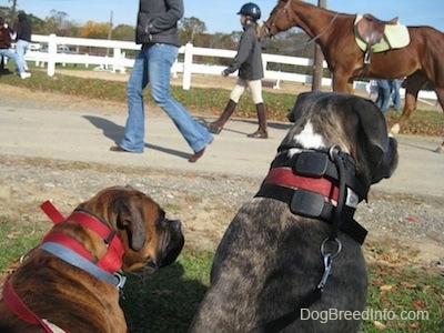 A brown brindle Boxer is laying in grass and next to him is a sitting blue-nose brindle Pit Bull Terrier. There are people walking horses in front of them.