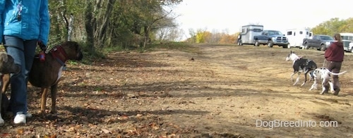 A blue-nose brindle Pit Bull Terrier and a brown brindle Boxerare standing in dirt and they are watching a person in a red hoodie lead two Great Danes away.