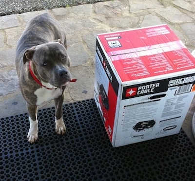 A blue-nose brindle Pit Bull Terrier is standing on a stone porch next to a Porter Cable grill in a box.