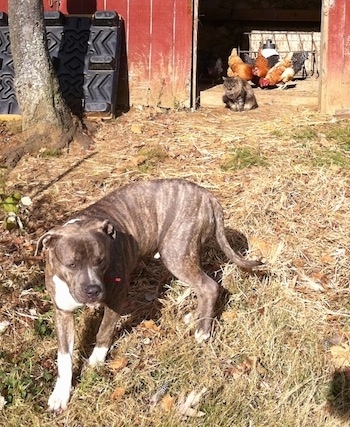 A blue-nose brindle Pit Bull Terrier is standing in grass and behind him in the doorway of a barn is a cat looking at him. There are chickens behind the cat.