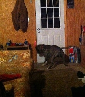 A blue-nose brindle Pit Bull Terrier is standing in front of a door and he is chasing after a red laser light.