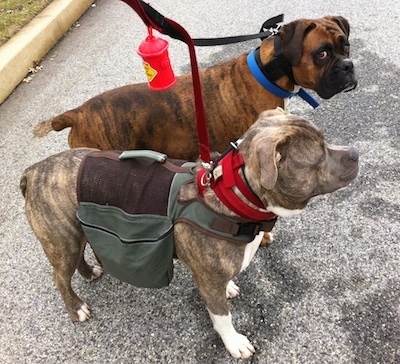 A blue-nose Brindle Pit Bull Terrier is wearing a backpack vest. Standing next to him is a brown brindle Boxer. They are standing in a street.