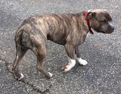 A blue-nose Brindle Pit Bull Terrier is walking across a blacktop surface holding his head level with his body and his tail hanging low. He is looking to the right.
