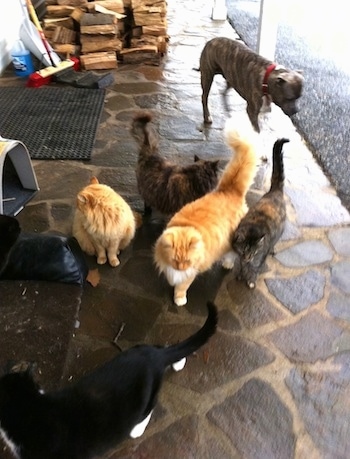 A blue-nose Brindle Pit Bull Terrier is walking across a stone porch and there are five cats walking in front of him.