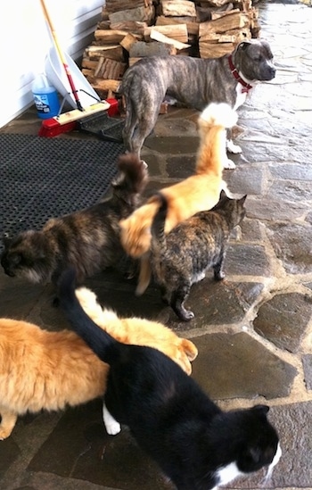 A blue-nose Brindle Pit Bull Terrier is standing on a stone porch and there is a pile of split logs behind him. There are five cats walking on the side of him.