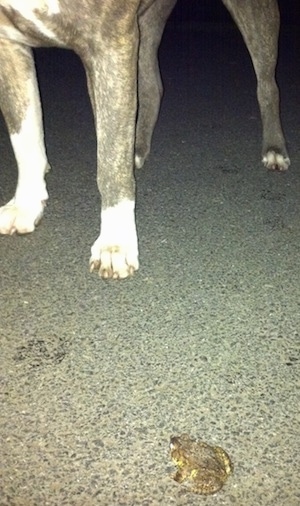 A toad is waiting on a driveway and in front of him is a blue-nose Brindle Pit Bull Terrier.