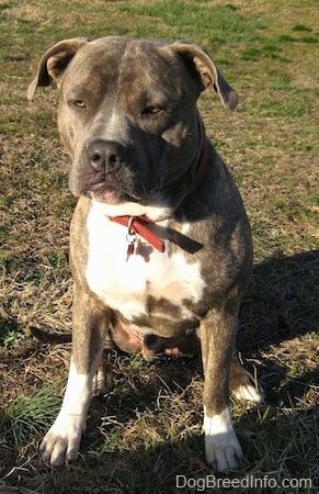 Front view - A blue-nose Brindle Pit Bull Terrier is sitting in grass and he is looking forward.