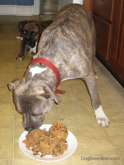 A blue-nose Brindle Pit Bull Terrier is eating a doggie Cake off of a plate. There is a brown brindle Boxer laying on a tiled floor and is looking at the doggie cake on a plate.