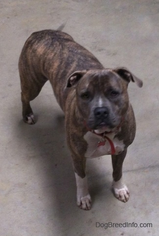 A blue-nose Brindle Pit Bull Terrier is standing on a concrete surface and he is looking up.