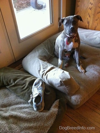 A blue-nose brindle Pit Bull Terrier puppy is sitting in up in a dog bed and he is looking forward. Across from him in a dog bed is a singular shoe.