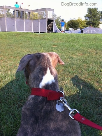 The back of a blue-nose brindle Pit Bull Terrier puppy that is sitting in grass and he is looking at people standing on a pipe at a skatepark.