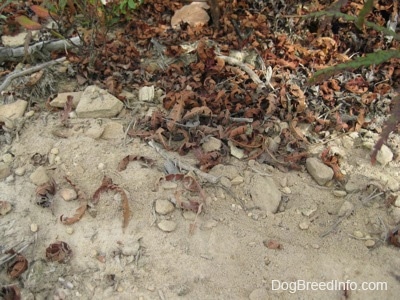 A sand and dirt patch and there are leaves around it.