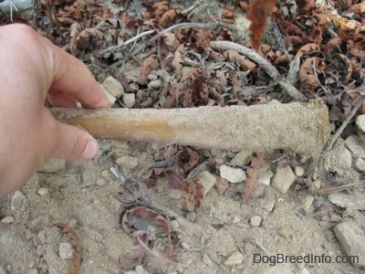 A person is picking up a bully stick off of the ground. The bully stick has dirt and sand all over it.