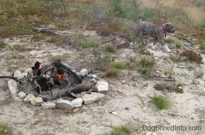 A blue-nose brindle Pit Bull Terrier puppy is walking around a smoldering fire pit with a stick in his mouth.