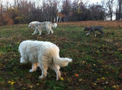 Two large white Great Pyrenees and a blue-nose brindle Pit Bull Terrier are walking across a field.