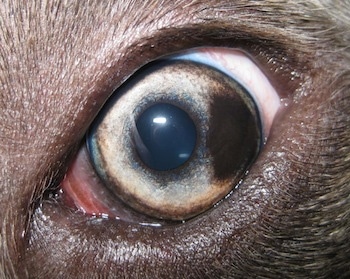 Close up - The eyeball of a blue-nose brindle Pit Bull Terrier that has a brown spot on his eye.
