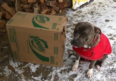 A blue-nose brindle Pit Bull Terrier in a red dog coat is sitting on a stone porch next to a large box of Bounty paper towels. There is a pile of split logs in the background.